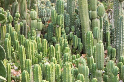 cactus're Cactus